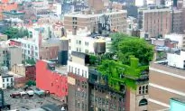 Life Finds a Way: The Surprising Biodiversity of Cities
