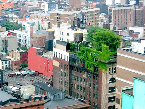Urban rooftops are green spaces (Photo by Alyson Hurt)