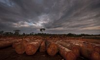 Logging in Congo Is Out of Control, Nearly 90 Percent Illegal