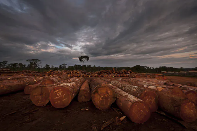 The Congo Basin forests cover an area the combined size of France and South Africa. The forests of Cameroon form a large part of this basin. Still relatively intact and connected, these forest ecosystems and freshwater systems are home to abundant wildlife and provide food, shelter, clean water and protection against floods to more than 75 million people. The economic value of these systems is enormous. Timber alone is worth several Billion Euros annually to the Forest industry, while minerals are also being heavily exploited. (Brent Stirton/Getty Images)