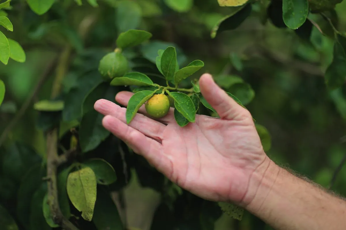 Guy Davies, an inspector of the Florida Division of Plant Industry, shows an orange that is showing signs of 'citrus greening' that is caused by the Asian citrus psyllid that carries the bacterium causing disease, 'citrus greening' or huanglongbing, from tree to tree in Fort Pierce, Fla., on May 13, 2013. (Joe Raedle/Getty Images)