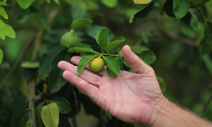 Guy Davies, an inspector of the Florida Division of Plant Industry, shows an orange that is showing signs of 'citrus greening' that is caused by the Asian citrus psyllid that carries the bacterium causing disease, 'citrus greening' or huanglongbing, from tree to tree in Fort Pierce, Fla., on May 13, 2013. (Joe Raedle/Getty Images)