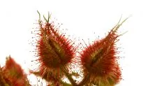 Invasive Species: If We Can’t Beat Them, Maybe We Should Eat Them
