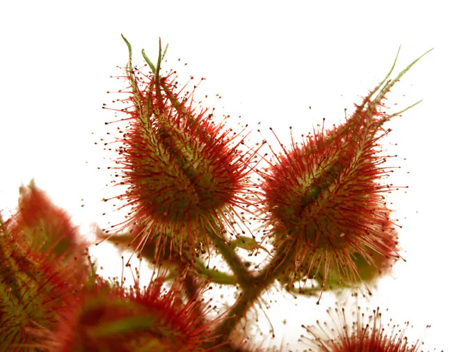 Wineberry, or wine raspberry, is a typical species in the genus Rubus, which contains blackberry and raspberry. It was introduced into the United States in 1890 as breeding stock for new Rubus cultivars and is used today by berry breeders to add specific genes to berry varieties or species. Wineberry is an example of one man's flower being another man's weed. (Plant Conservation Alliance, Alien Plant Working Group)