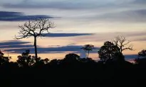 Nearly a Thousand Environmental Activists Murdered Since 2002