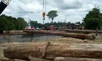 Forests in Indonesia’s Concession Areas Being Rapidly Destroyed