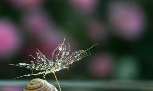 From a Snail's Perspective, a Wondrous World (Photo Gallery)