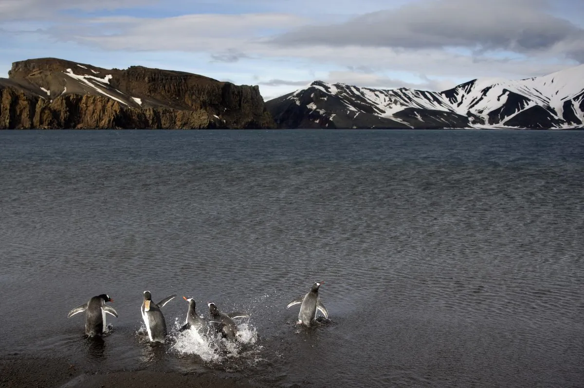 Gentoo penguins on the shore of Deception Island, Antarctica in 2008. (Martin Bureau/AFP/Getty Images)
