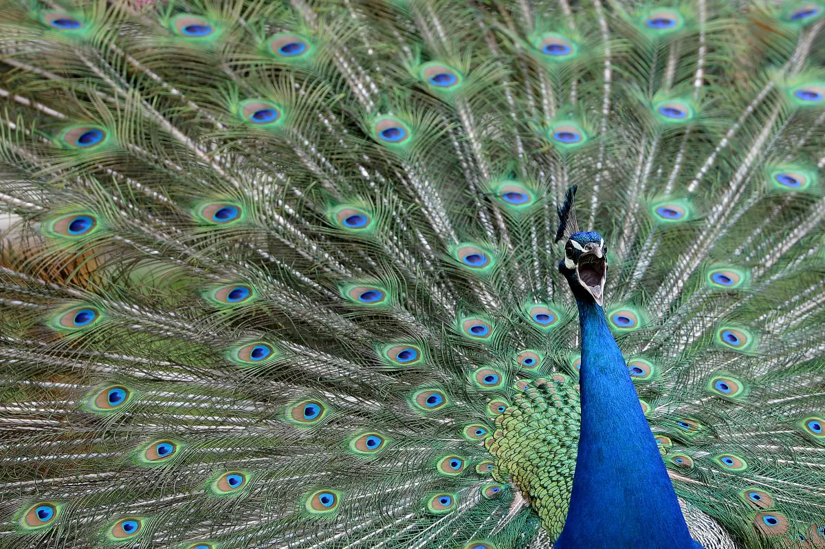 A male peacock displays its tail feathers and shakes them to attract the attention of female peacocks at Gut Aiderbichl in Henndorf, Salzburg province, Austria, on April 26, 2014. (AP Photo/Kerstin Joensson)