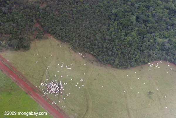 Next Big Idea in Forest Conservation? Crowdsourced Forest Monitoring