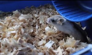 April Fool's Pranks: 10 Greatest of All Time (Video)