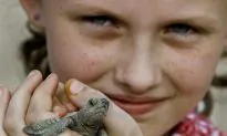 Baby Olive Ridley Turtles Journey to the Sea
