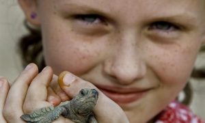  Baby Olive Ridley Turtles Journey to the Sea