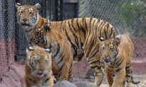 Tigress Gives First Birth in Panna Tiger Reserve