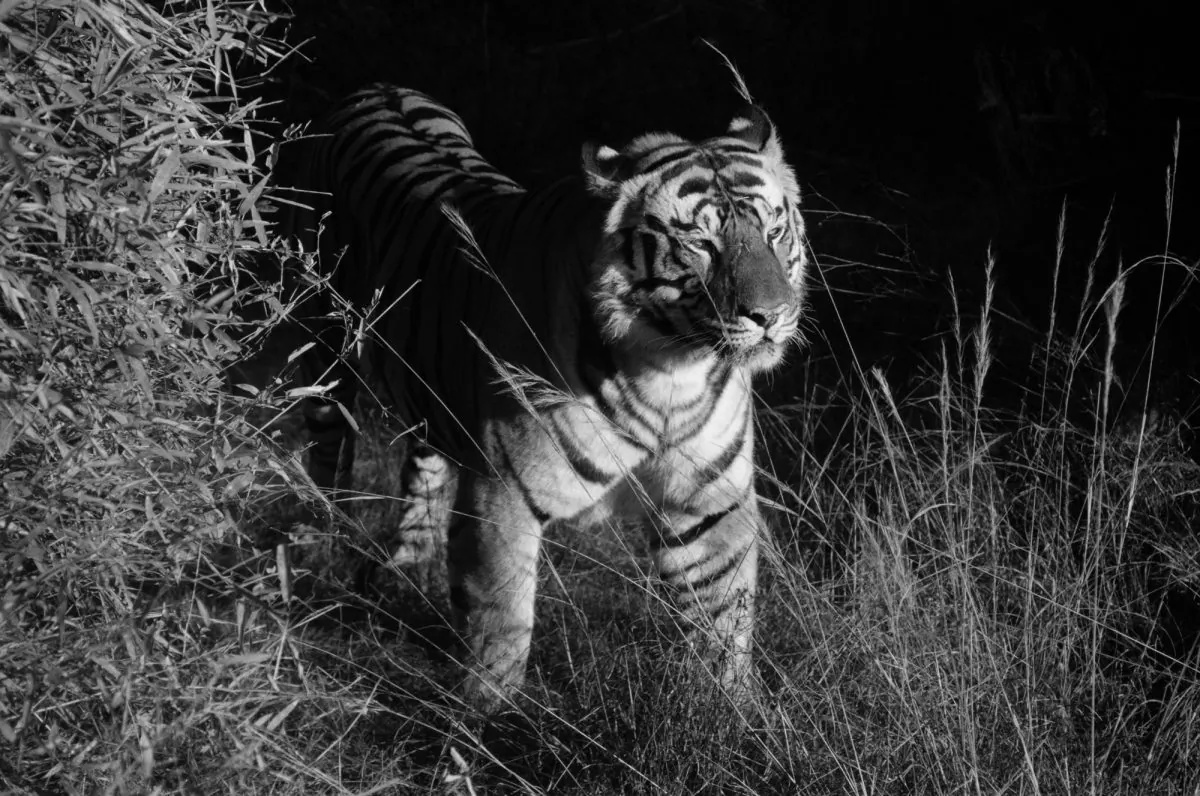 Tiger in Bandhavgarh, India, 2009. (Cyril Christo and Marie Wilkinson)