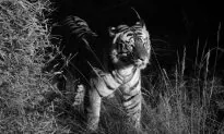 Wildlife Gives a Wake-Up Call for Our Survival