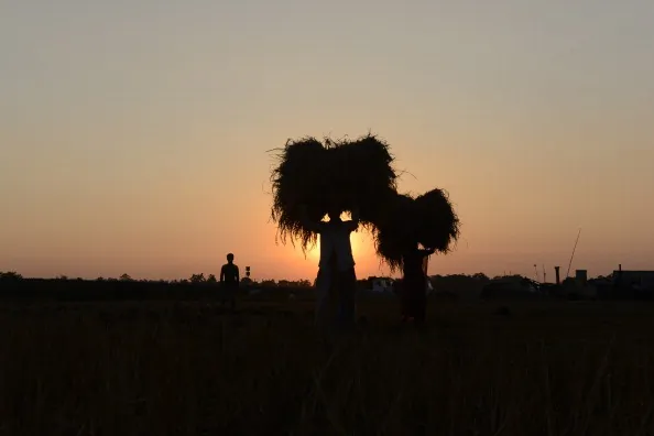 How Millions of Farmers are Advancing Agriculture for Themselves