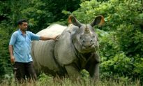 Infertility Issues Pushing Indian Rhinos to Extinction