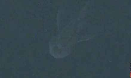 ‘Loch Ness Monster’ Caught on Apple Maps?