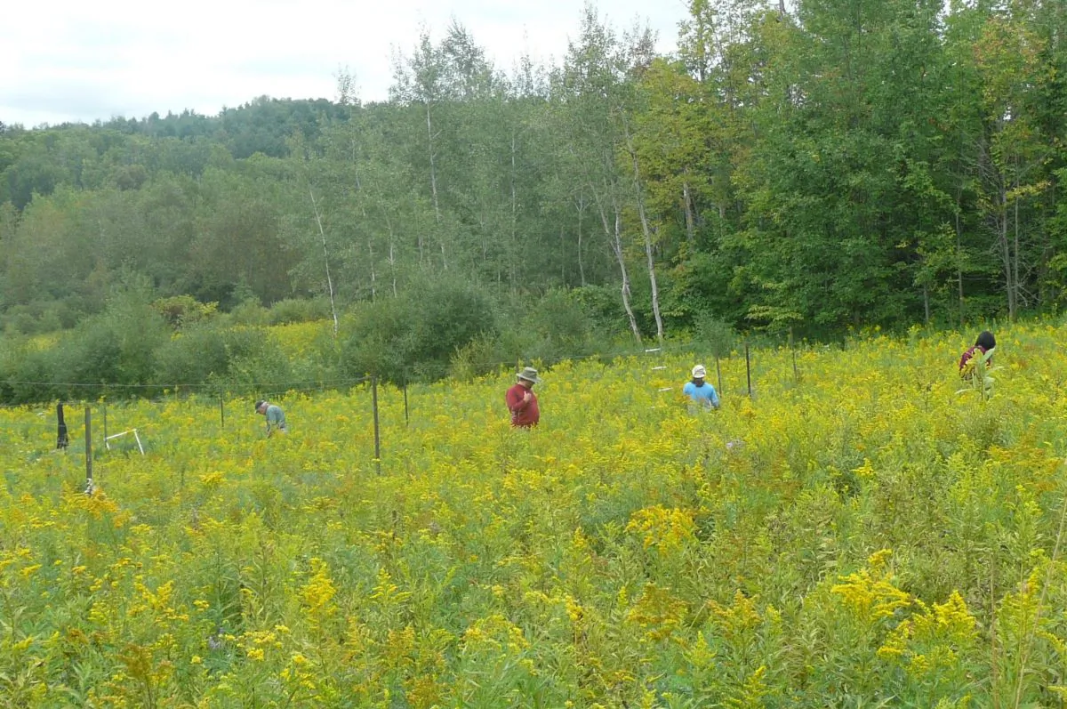Researchers investigate grasslands at the Koffler Scientific Reserve in Ontario. A greater level of fertilization is reducing grassland diversity globally, a new study has found. (Courtesy of Robin Marushia)