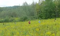 Rapid Grassland Growth Reducing Diversity Globally