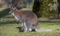 Hopping Robotic Kangaroo Developed by Scientists