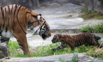 Save Genetic Diversity to Save Tigers