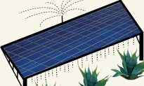 Grow Agave for Biofuel Among Solar Panels