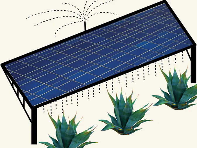 On a co-located solar farm, runoff from water used to clean photovoltaic panels would nourish agave or other biofuel crops. The plants would in turn provide ground cover, helping prevent dust buildup that decreases solar panel efficiency. (Courtesy of Sujith Ravi)