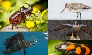 World's Fastest Animal and Other Record-Breaking Animals (+Videos)