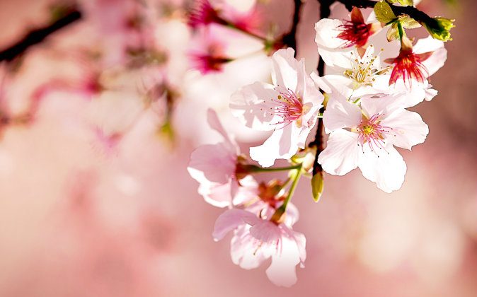 A file photo of a cherry blossom. Japanese botanists are surprised by the unusual characteristics of a cherry tree grown from a pit that has been taken to outerspace. (Shutterstock*)