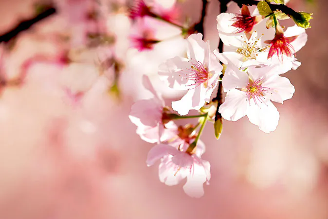 A file photo of a cherry blossom. Japanese botanists are surprised by the unusual characteristics of a cherry tree grown from a pit that has been taken to outerspace. (Shutterstock*)