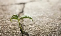 Life Finds a Way: Surprising Biodiversity in Cities