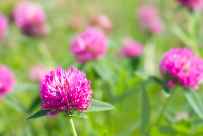 Red Clover