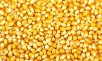 US Dependence on Corn Could Reach Popping Point