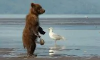 The Cutest Bear Scene From Disney Nature “Bears”