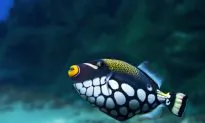 Lost in an Acid Sea: A Fish’s Sense of Smell