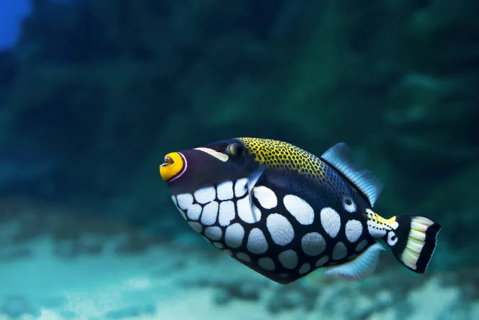 A file photo of a trigger fish. (Shutterstock*)