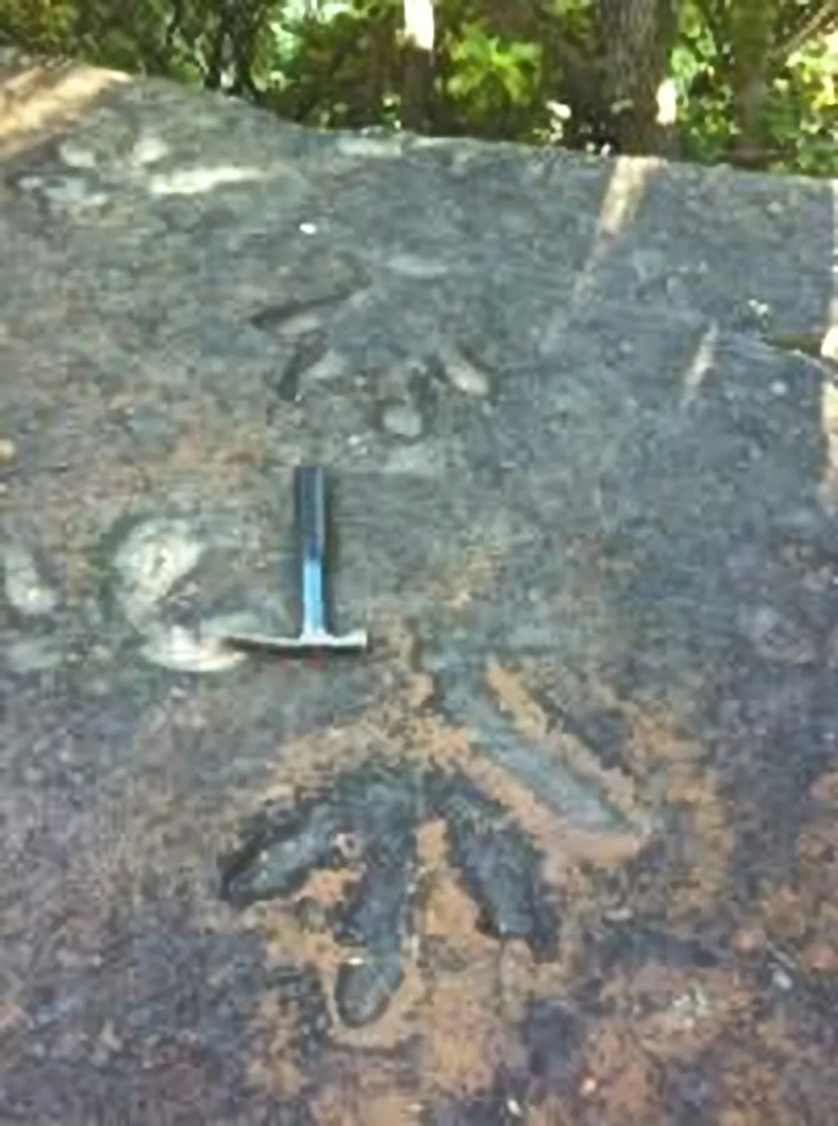 Four-toed 210 million year-old reptile tracks discovered on a hill in China’s Sichuan Province baffles scientists.