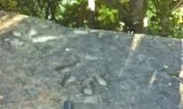 Fossil Researcher Baffled by Prehistoric Footprints