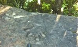 Fossil Researcher Baffled by Prehistoric Footprints