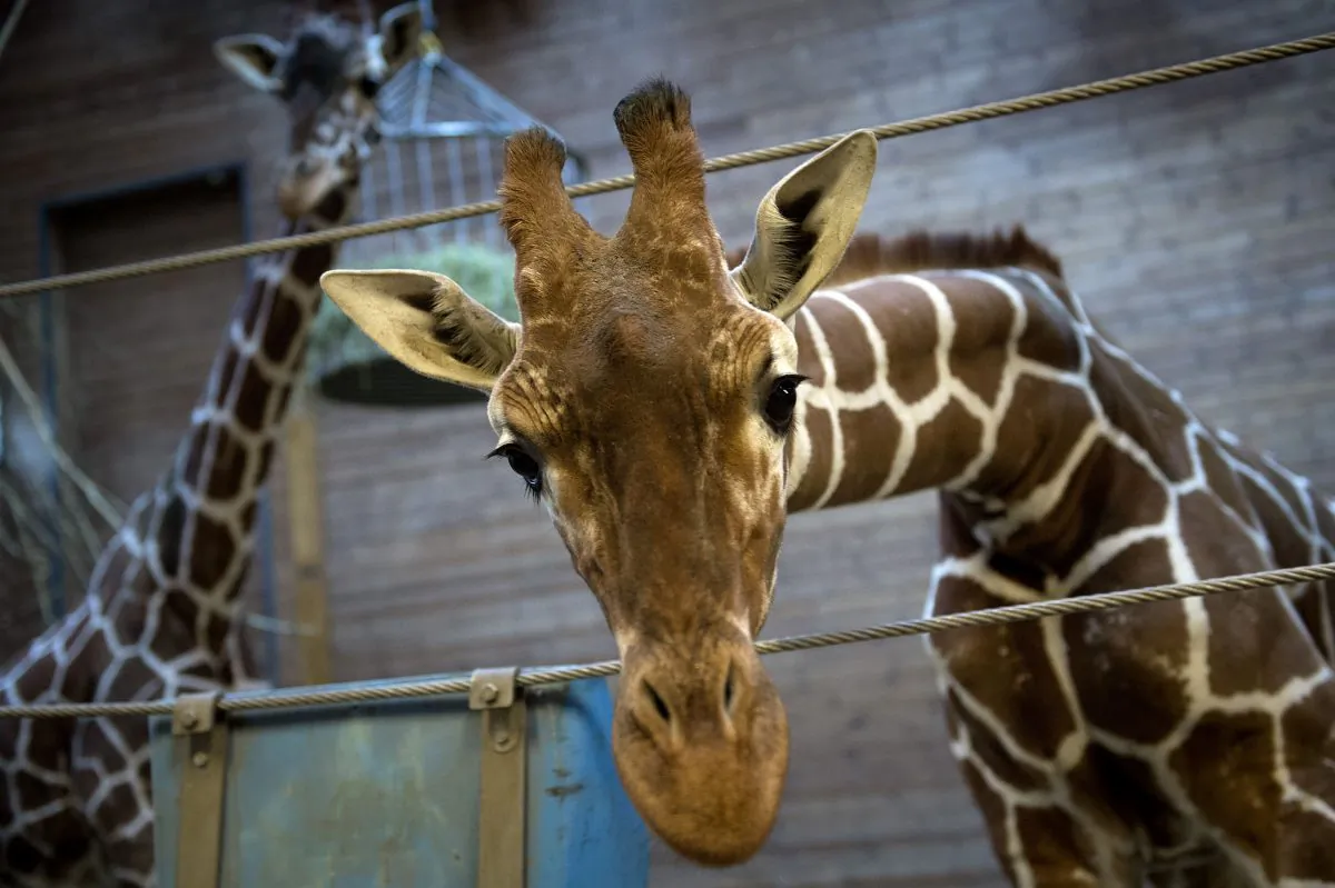 An 18-month-old giraffe named Marius, who was shot dead and autopsied in the presence of visitors at Copenhagen Zoo on Feb. 9, 2014. Photo was taken on Feb. 7. (Keld Navntoft/AFP/Getty Images)