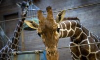The Shooting of Marius the Giraffe: Cruel When Not Kind