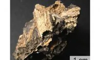 Impacts Trapped Plant Bits in Glass for Millions of Years