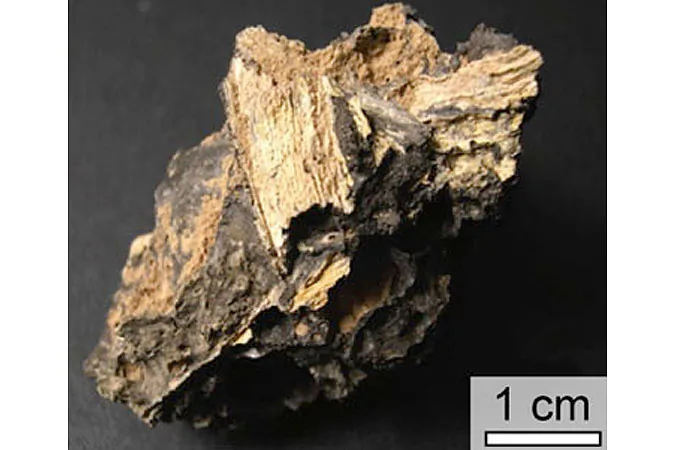 The scorching heat produced by asteroid or comet impacts can melt tons of soil and rock, some of which forms glass as it cools. Some of that glass preserves bits of ancient plant material. (Brown University)