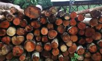 Indonesian ‘Legal’ Timber Scheme Could Be Greenwashing Illegal Products, NGOs Warn