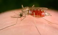 World Malaria Day 2014: Countries Most Impacted by Disease (+Treatment Options)