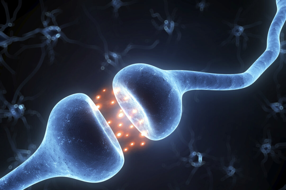 Neurons releasing chemical neurotransmitters at the synapse
(Eraxion/thinkstockphotos.com)