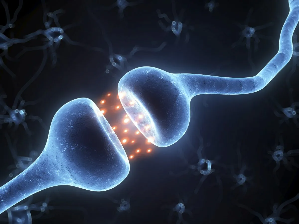 Neurons releasing chemical neurotransmitters at the synapse
(Eraxion/thinkstockphotos.com)