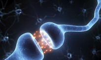Can We Regenerate Brain Cells?